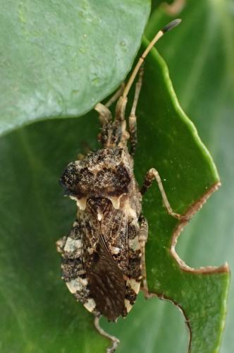 Centrocoris sp.